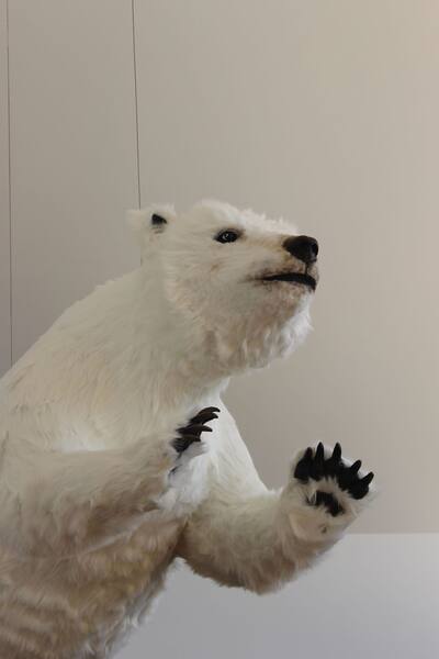 Urso polar levita na sala de estar!
Urso polar levita na sala de estar!