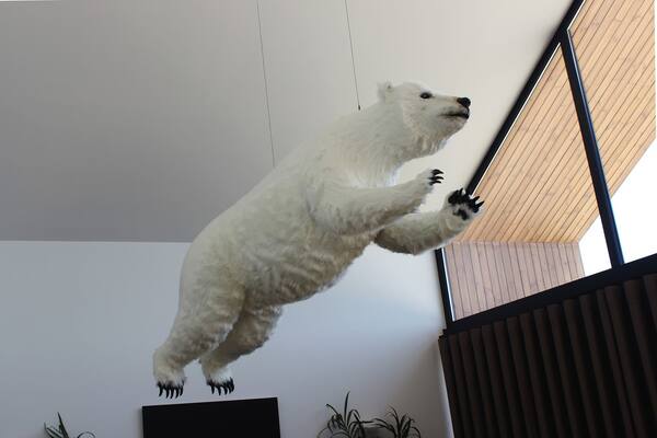 Urso polar levita na sala de estar!
Urso polar levita na sala de estar!
